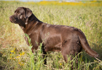 Chesapeake Bay Retriever vs Labrador Retriever: Dog Breed Comparison