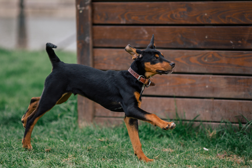 A Transylvania Hound running in a backyard