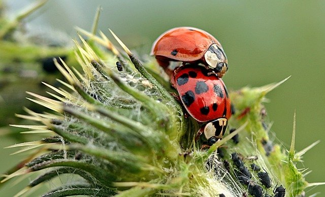ladybug, asian ladybug, harmonia axyridis