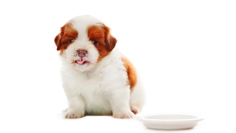 e7f99bdf 28eb 4e05 b407 3dd0eaa3f109 Curious About Canine Nutrition: Can Dogs Drink Milk Safely?