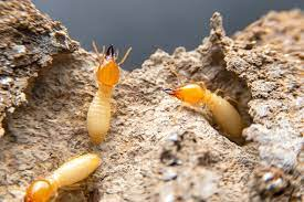 Termites Pictures | Download Free Images on Unsplash