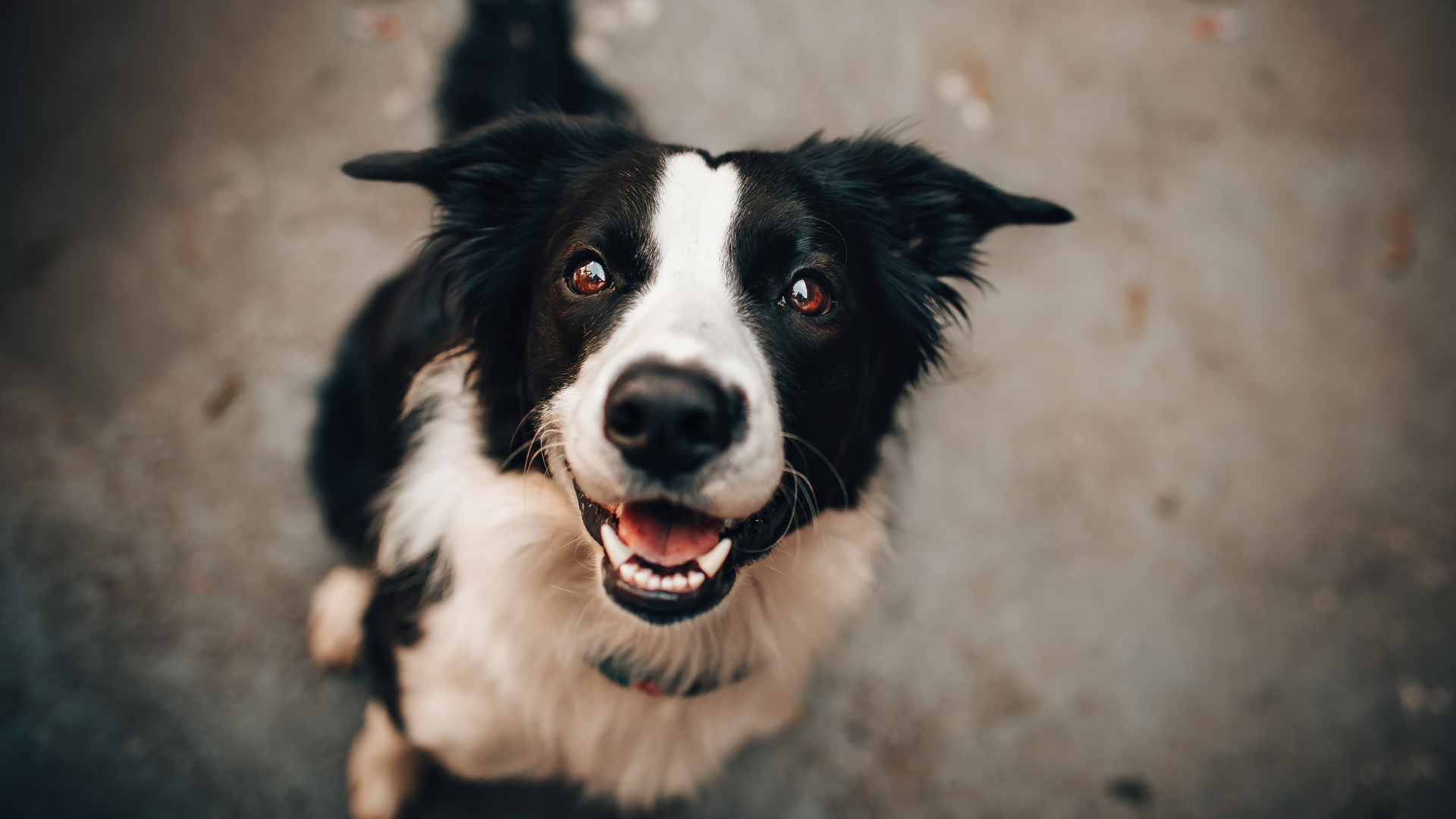 Histaminintoleranz Hund, Histamin, Hund, Histaminbelastung, Allergie, Histaminose, Botenstoff