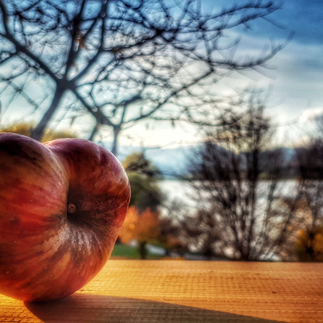 fruit with bare trees in background