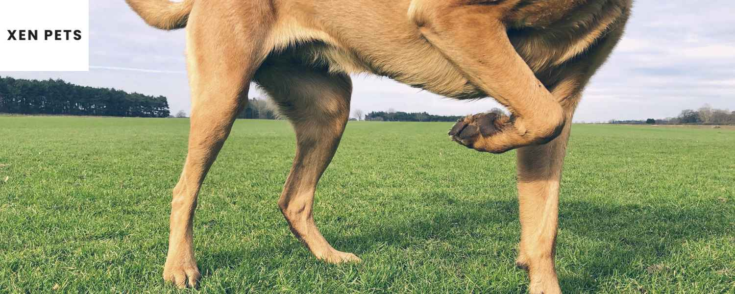 Excess weight can cause health problems in dogs