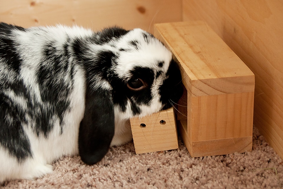 Are Rabbits Smart?