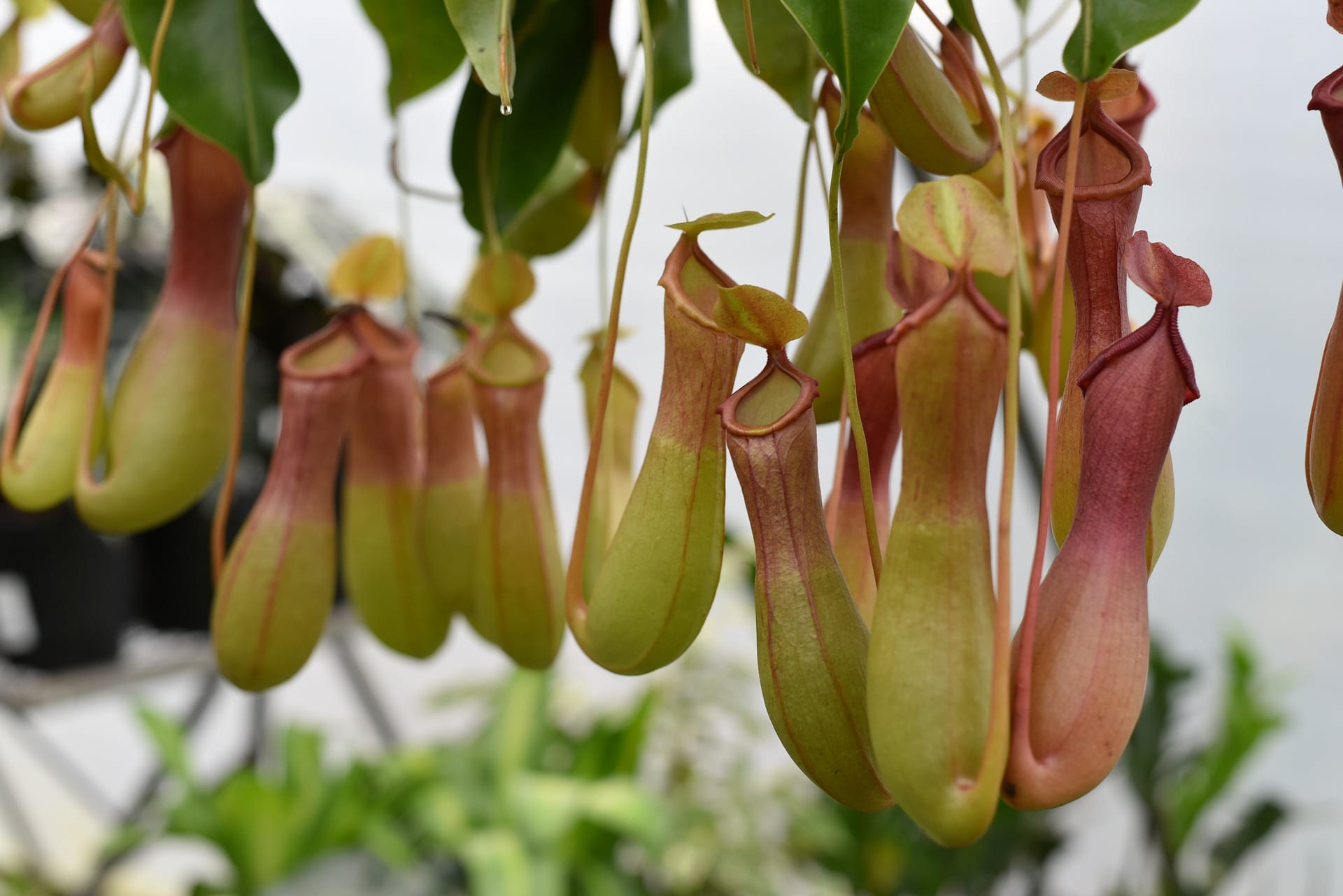 tropical pitcher plants \nepenthes pitchers