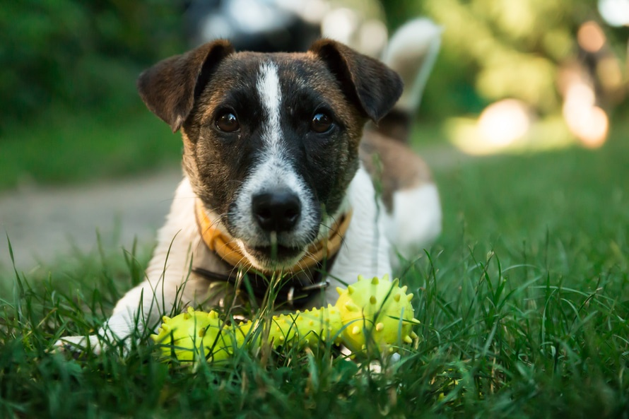 dog behavior, dog rolls