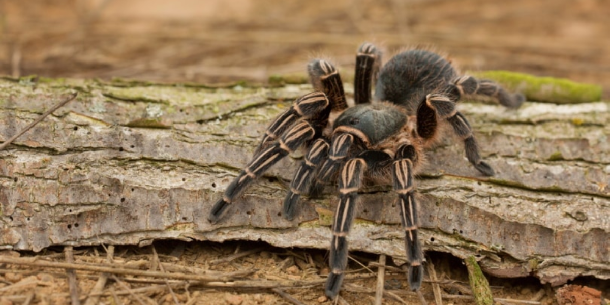 interesting animals in guatemala