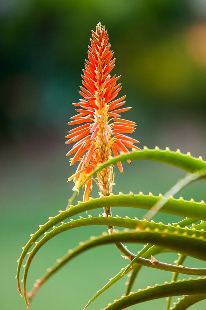 28 Beautiful Flower Names That Start With A 12