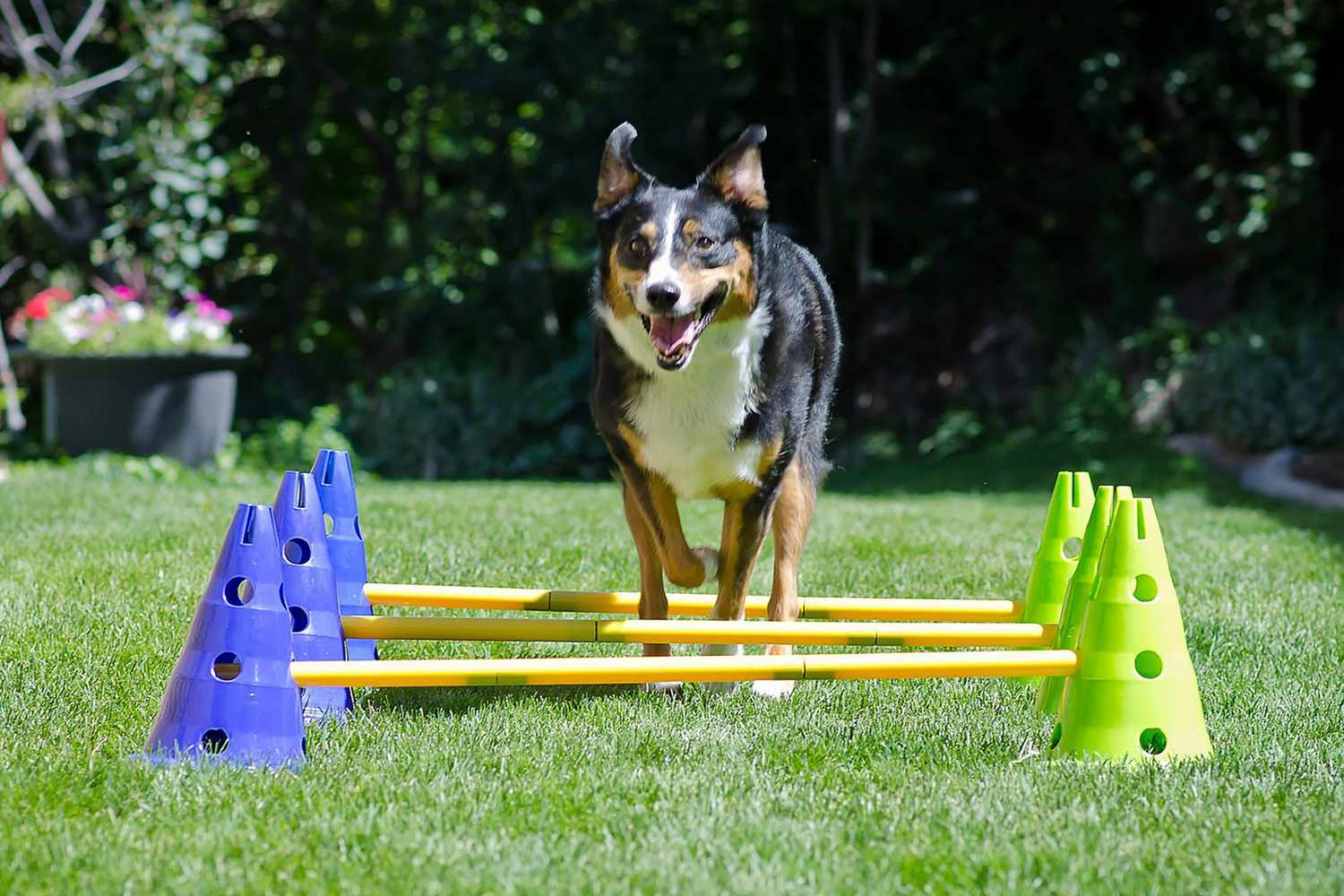 How to Make a DIY Dog Obstacle Course at Home