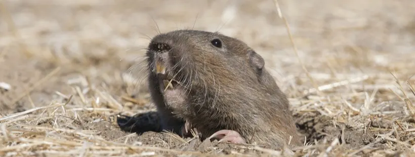 An image of a pocket gopher sticking its head out of its mound. 