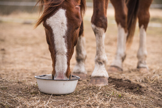 horse eat