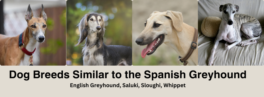 A photo collage of dog breeds similar to the Spanish Greyhound