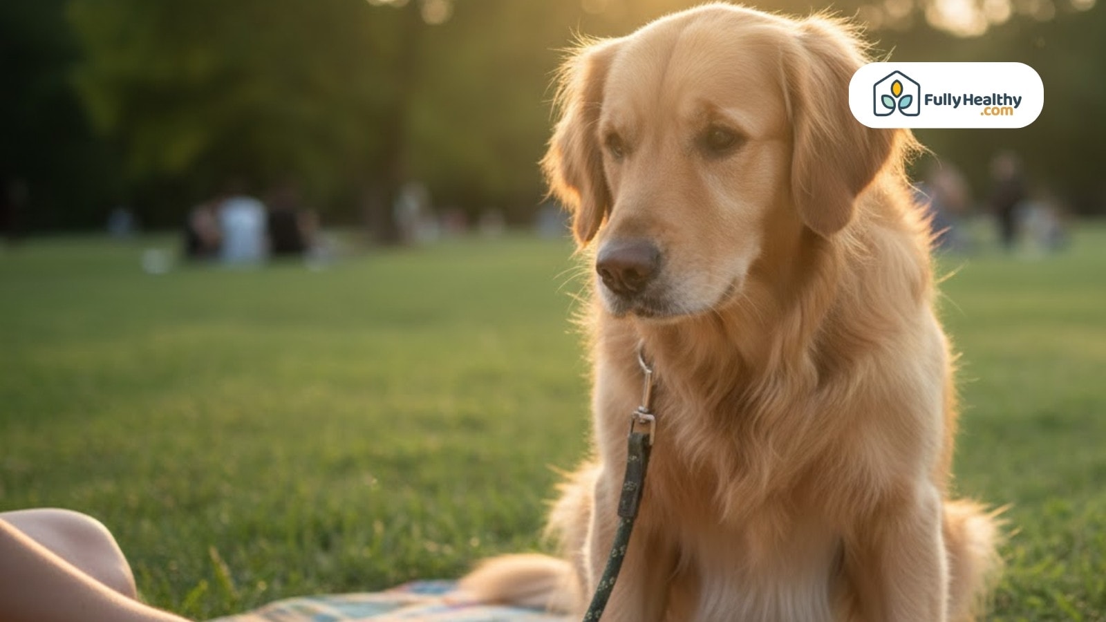 Golden retriever sitting on grass in park during warm evening light