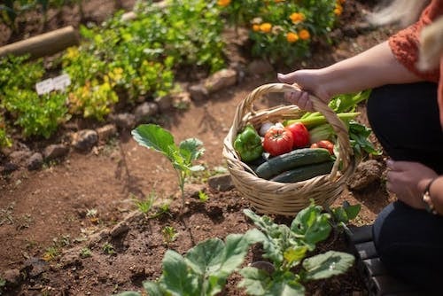 Collecting a variety of vegetables for dinner from the fields of a farm located in Connecticut