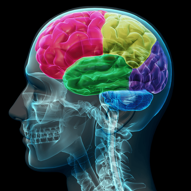 Illustration of an ADHD brain, symbolizing a couple's journey to understand their partner's unique information processing, promoting empathy and effective communication in their relationship.