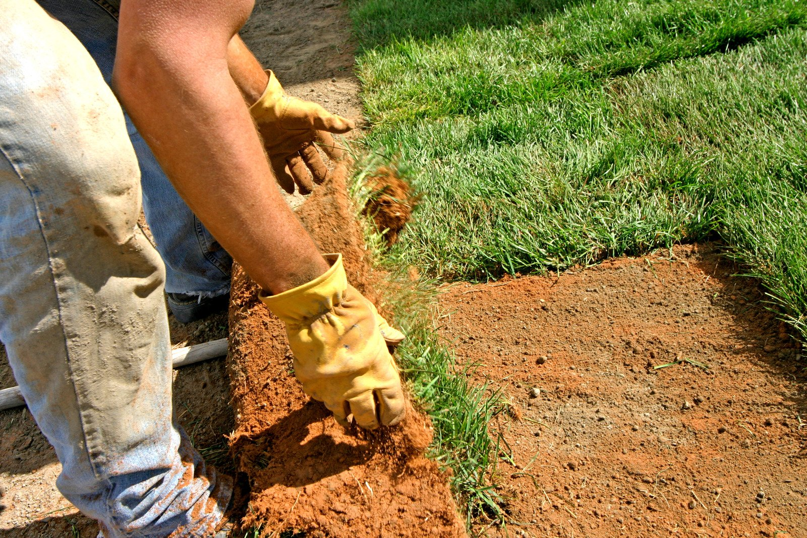 laying sod, healthly lawn, sod installation