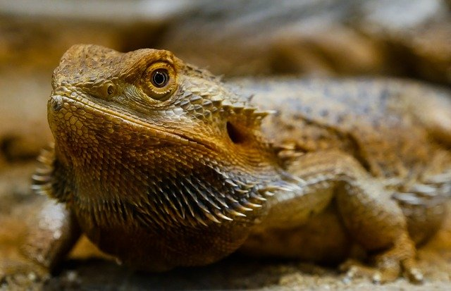 why is my bearded dragon staring at me