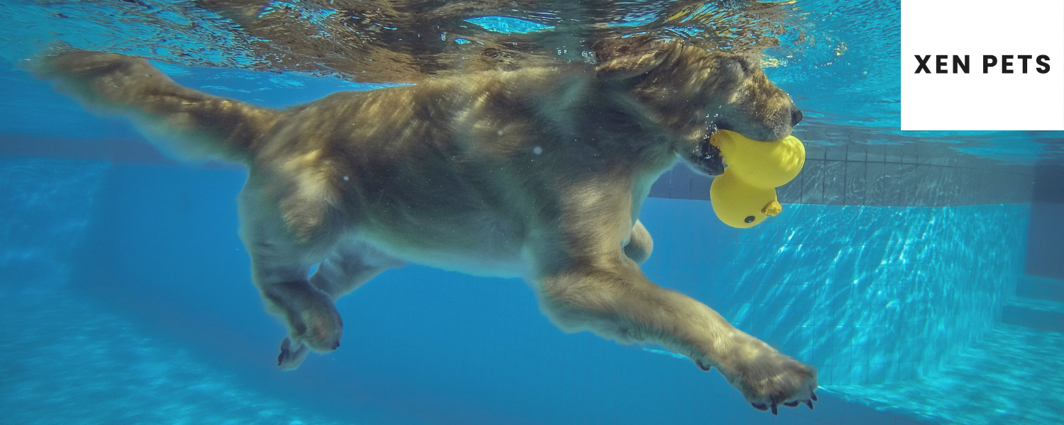 dog swimming