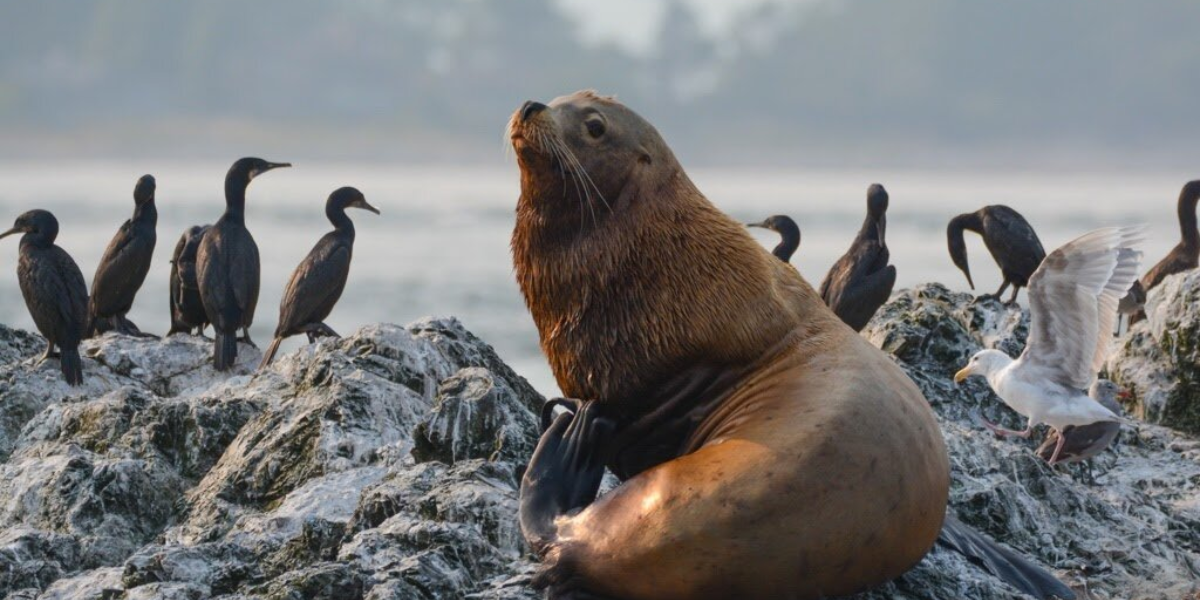 interesting animals in redwood national park