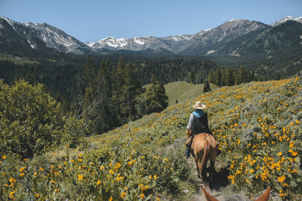 great trail horses, quarter horse, horse breed
