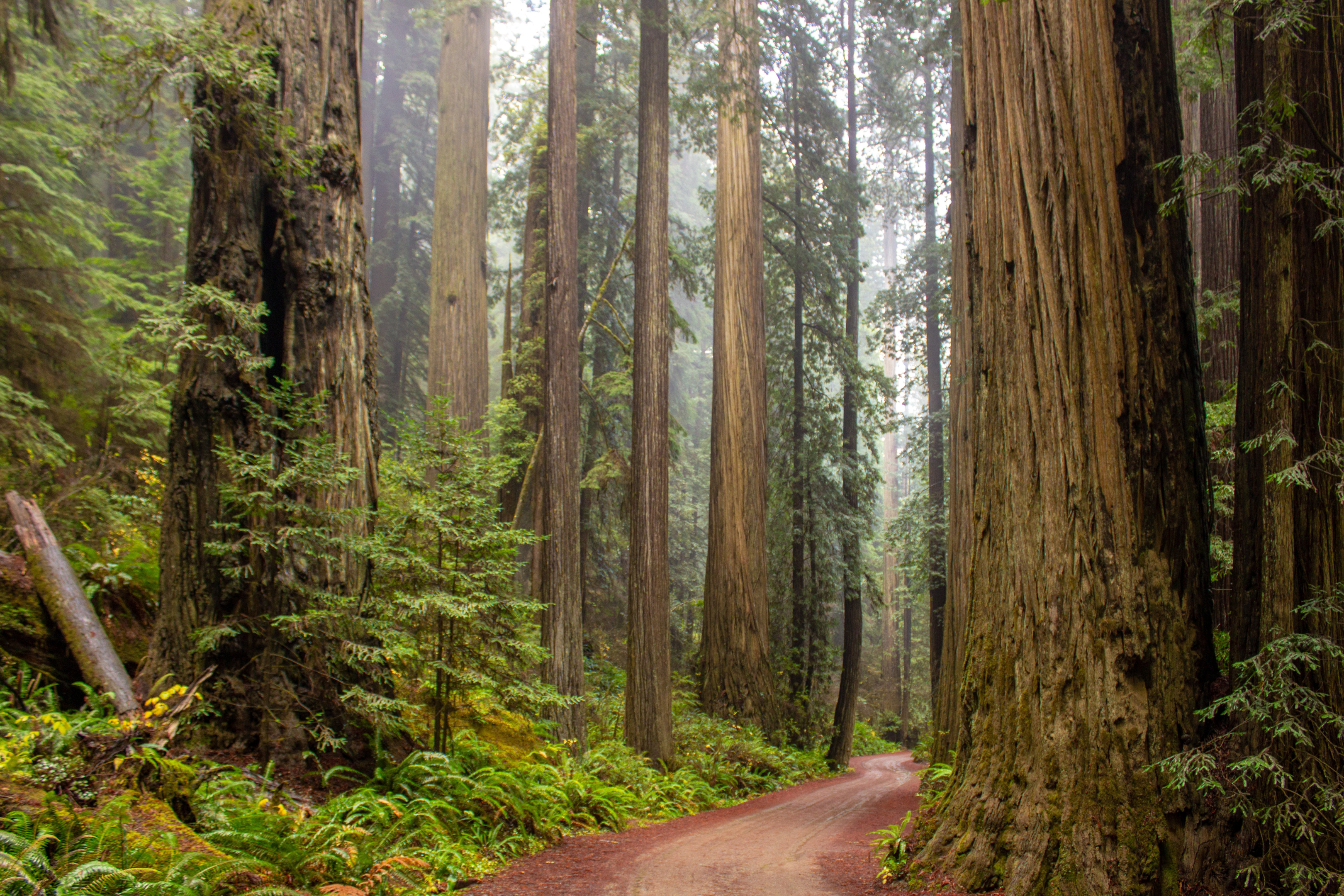 A trail through a tall tree forest