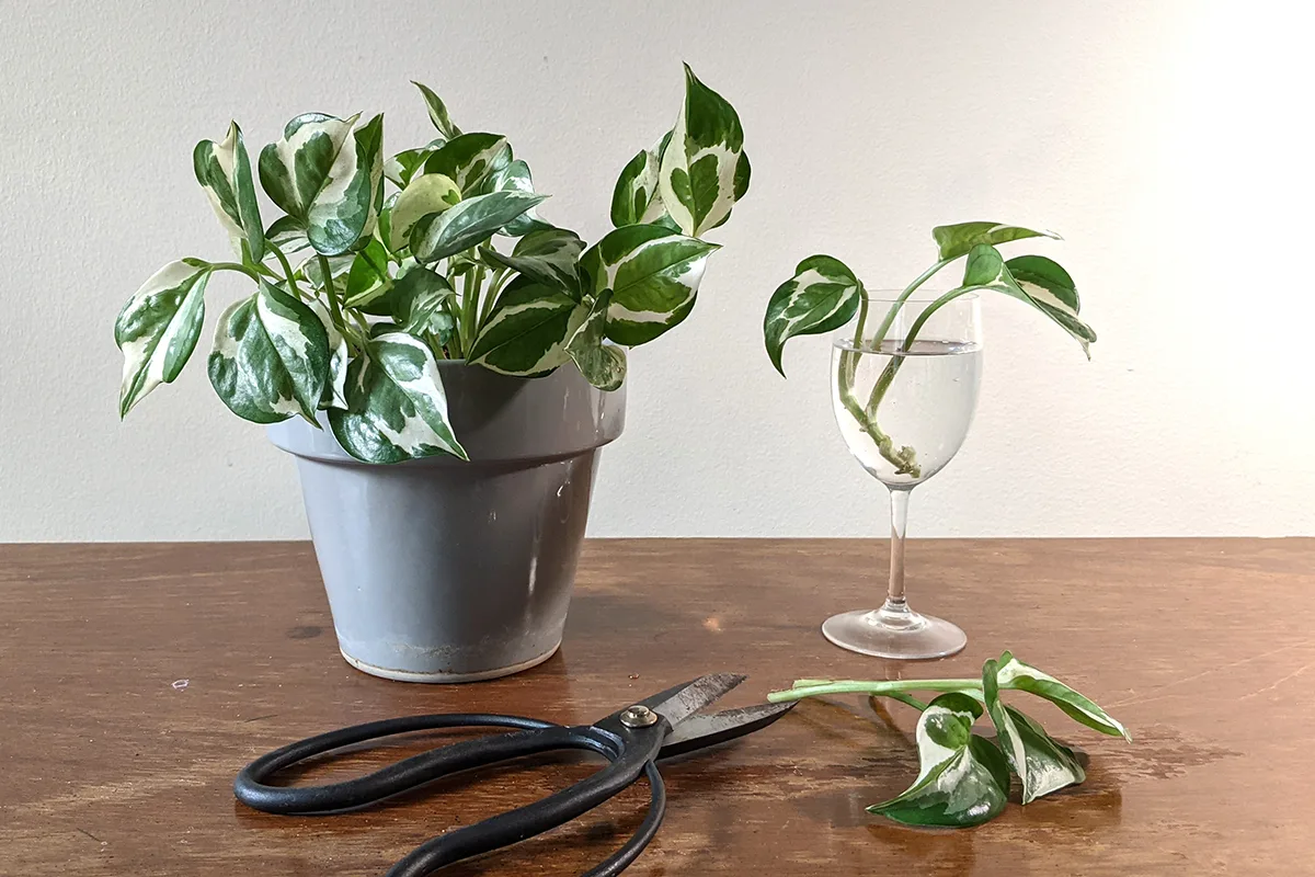 Snow Queen Pothos