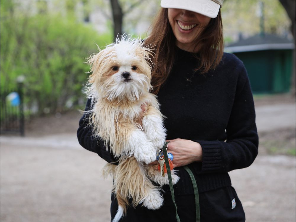 name shih tzus, wonderful family pet, shih tzus puppy