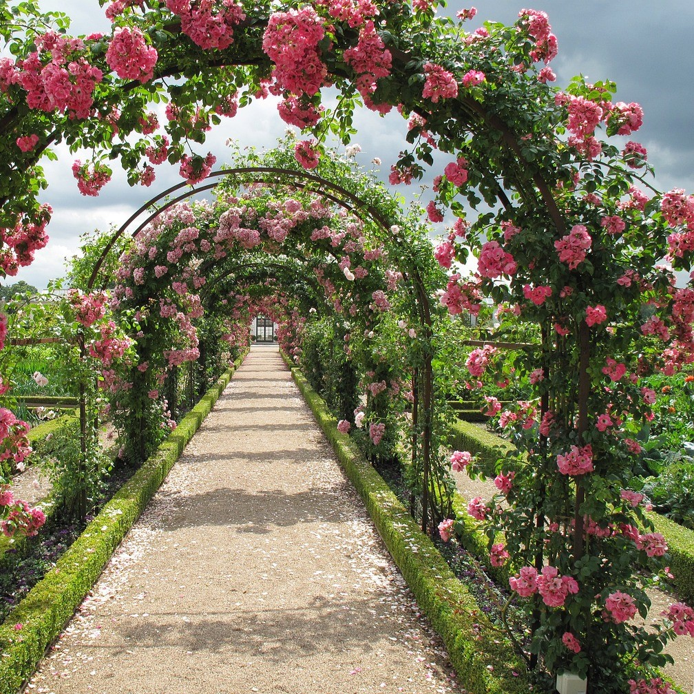 Pergola z różowej róży