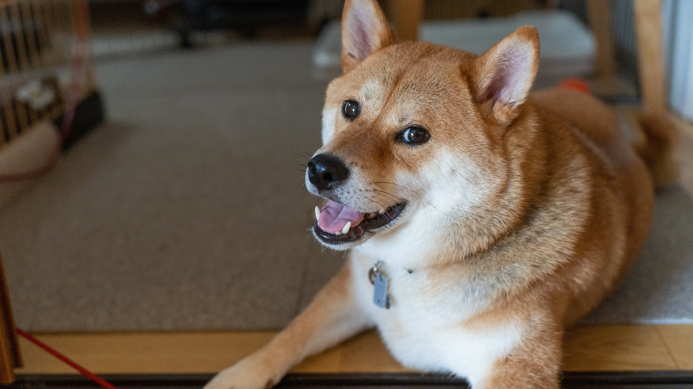 A happy Shikoku laying in a family living room