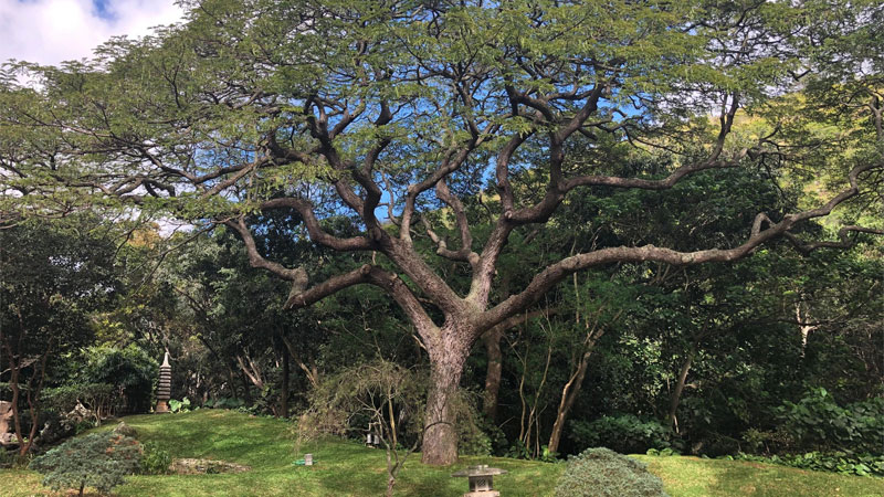 Mizunara Oak