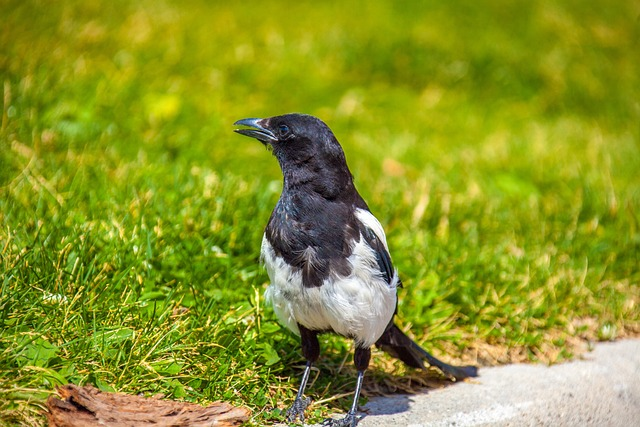 black billed magpie, bird, wildlife