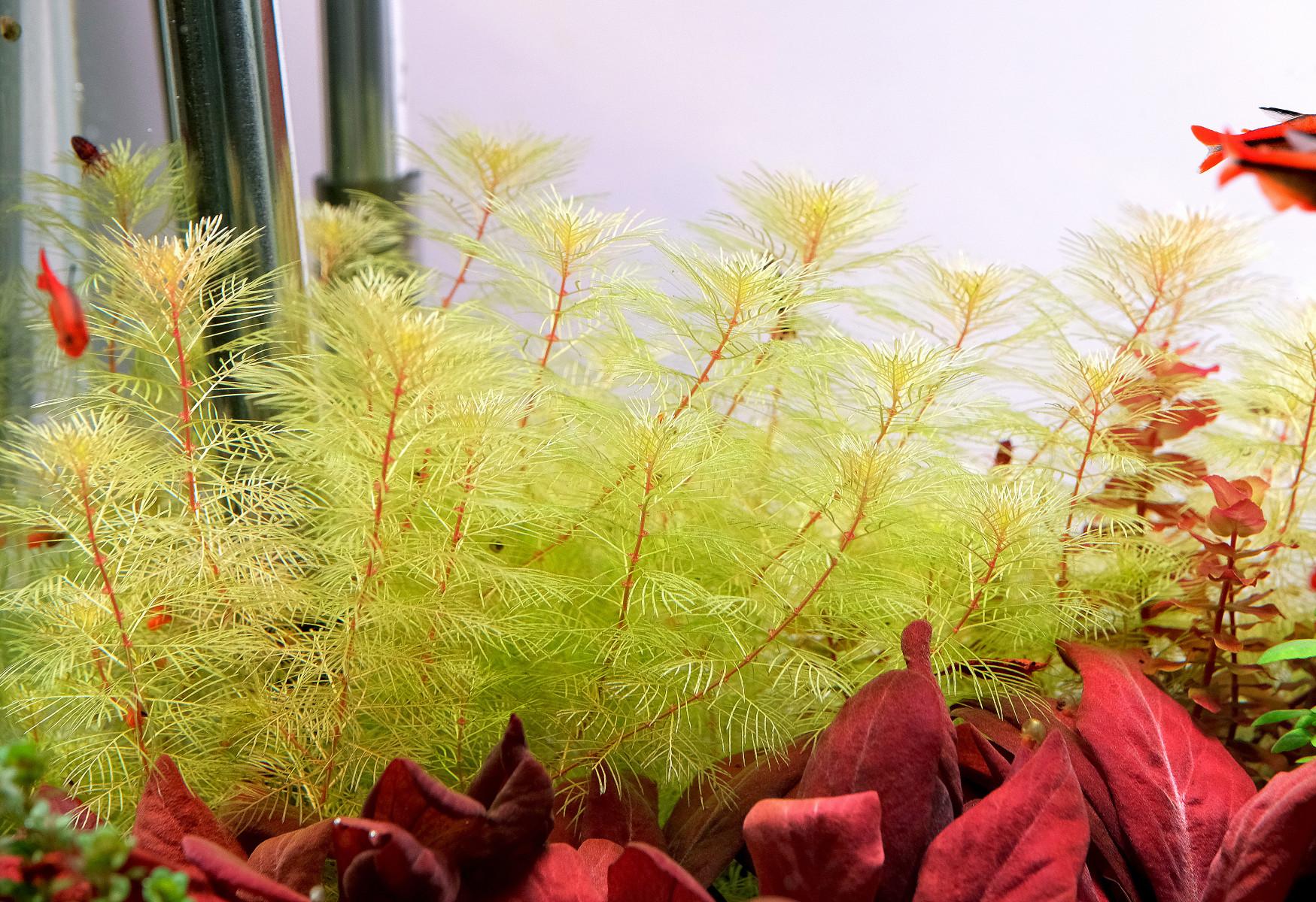 Close up of Myriophyllum 'Golden' in a planted freshwater aquarium, 2Hr Aquarist