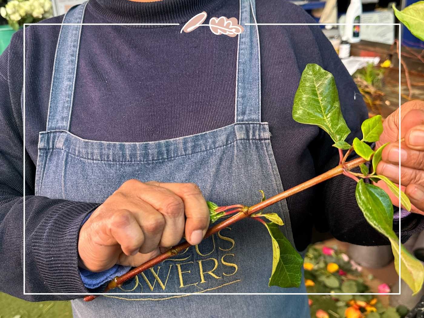 A close-up of a florist handling fresh greenery, preparing it for a floral arrangement - Fabulous Flowers and Gifts