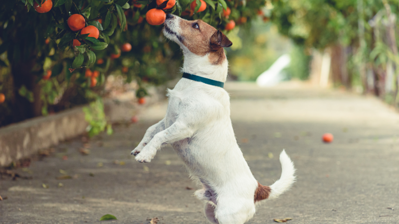 e8b05a79 9a46 478d a28b 3702c330d5c9 Can Dogs Eat Tangerines? Discover Safe and Healthy Treats