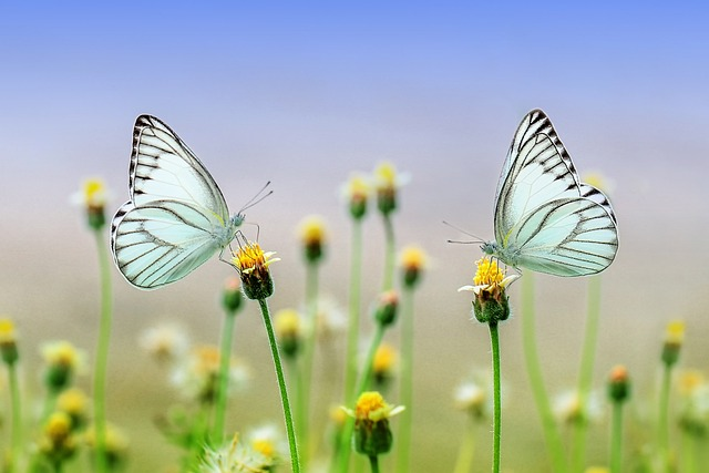 butterflies, flowers, pollinate fresh air