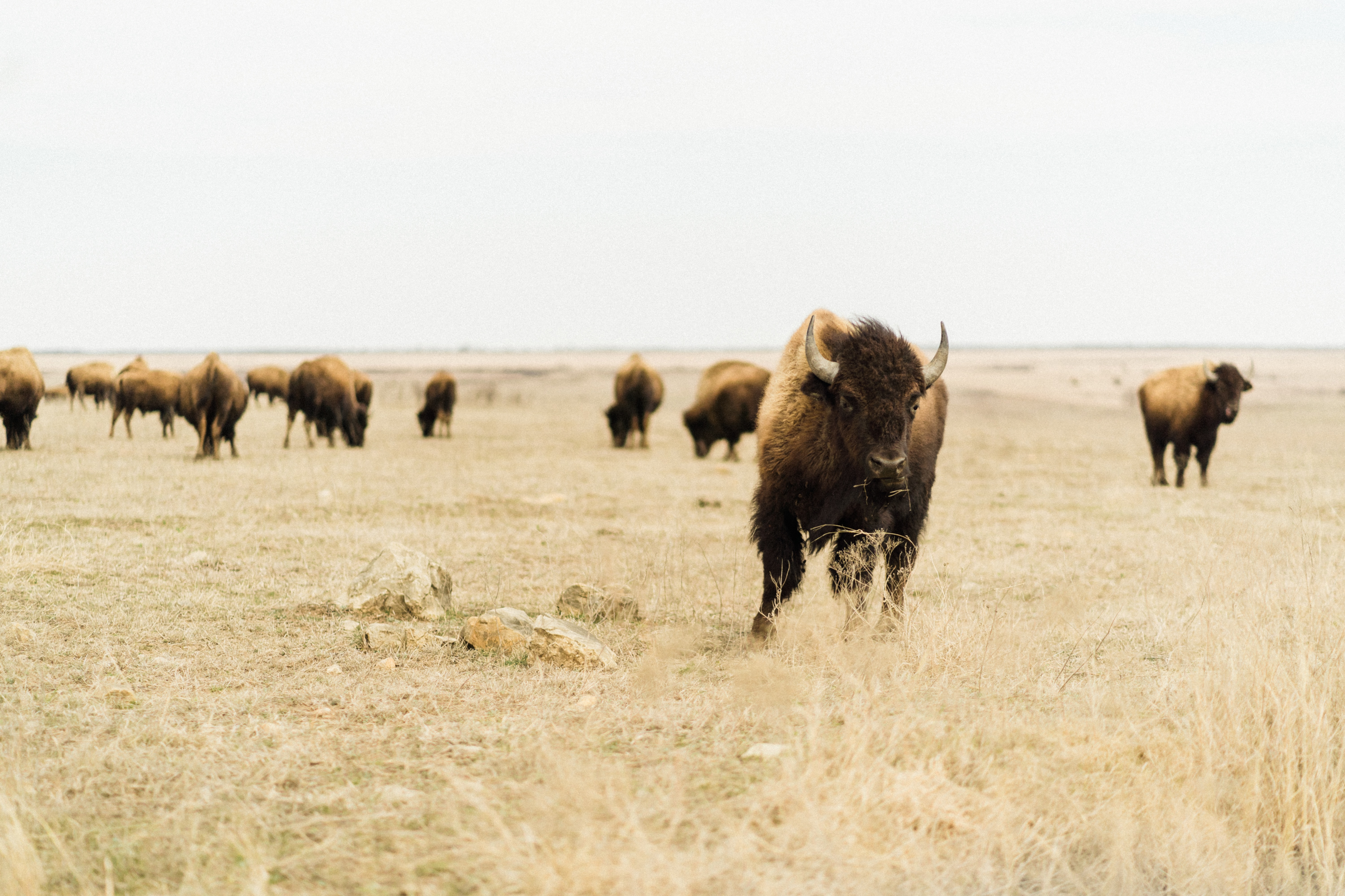 bisons are year round residents, near east of edmonton