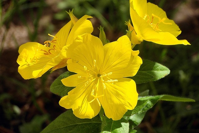 primrose krzewiasty, the flowers are so, flower wallpaper, nature, sunny, cup, post, stamens, yellow, perennial, flower, garden, stamen, cereal, flora, beautiful flowers, plant, flower background, botany, beautiful, perennial, perennial, perennial, perennial, perennial