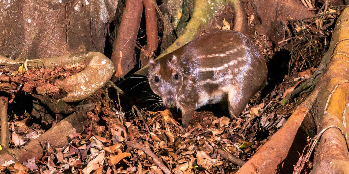 interesting animals in belize