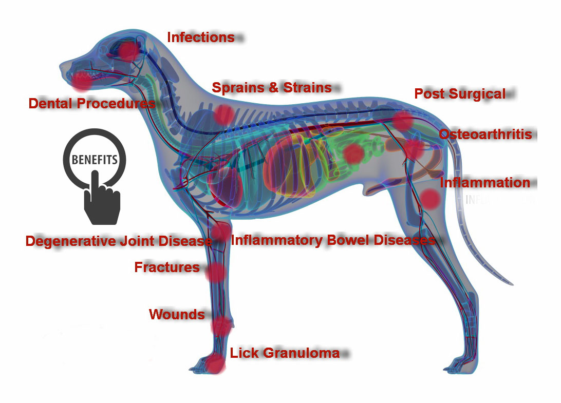 A dog's anatomy chart with labeled parts
