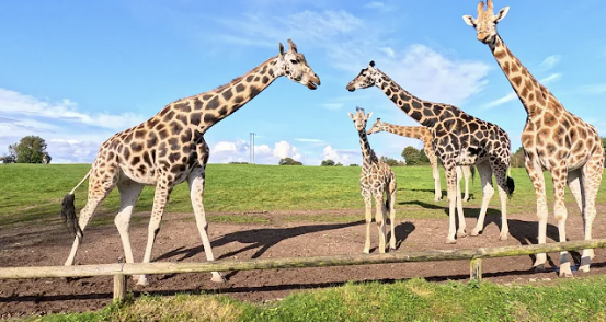 Discover-Fota-Wildlife-Park