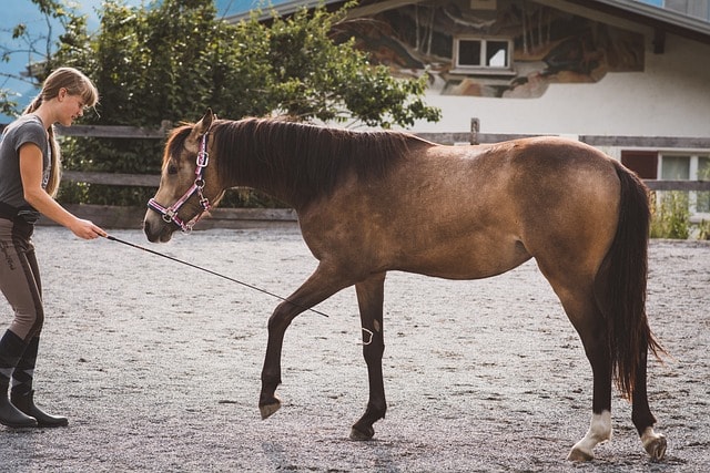 A woman training a horse