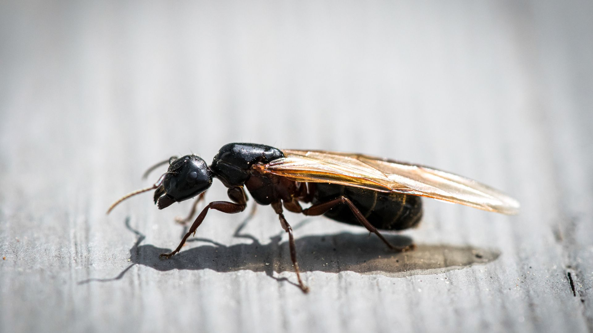 An image of a flying ant on a gray wooden surface.