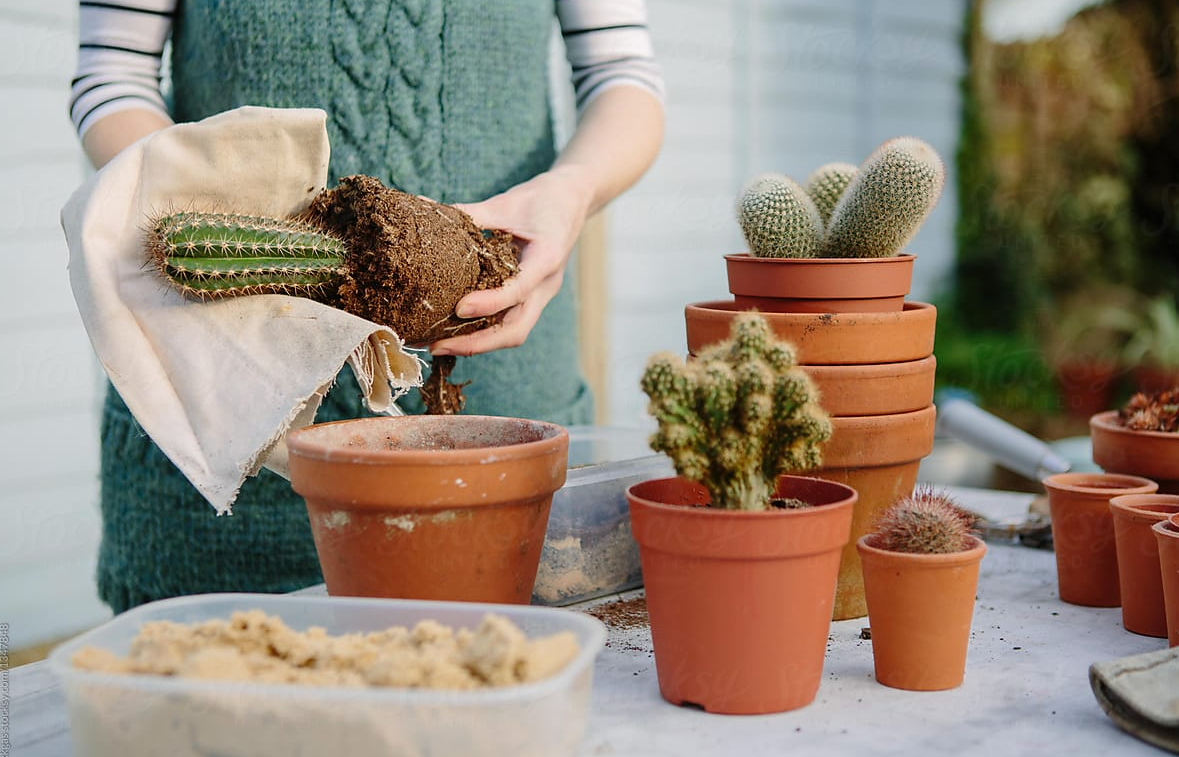 repot a cactus, repotting cacti, tall cactus