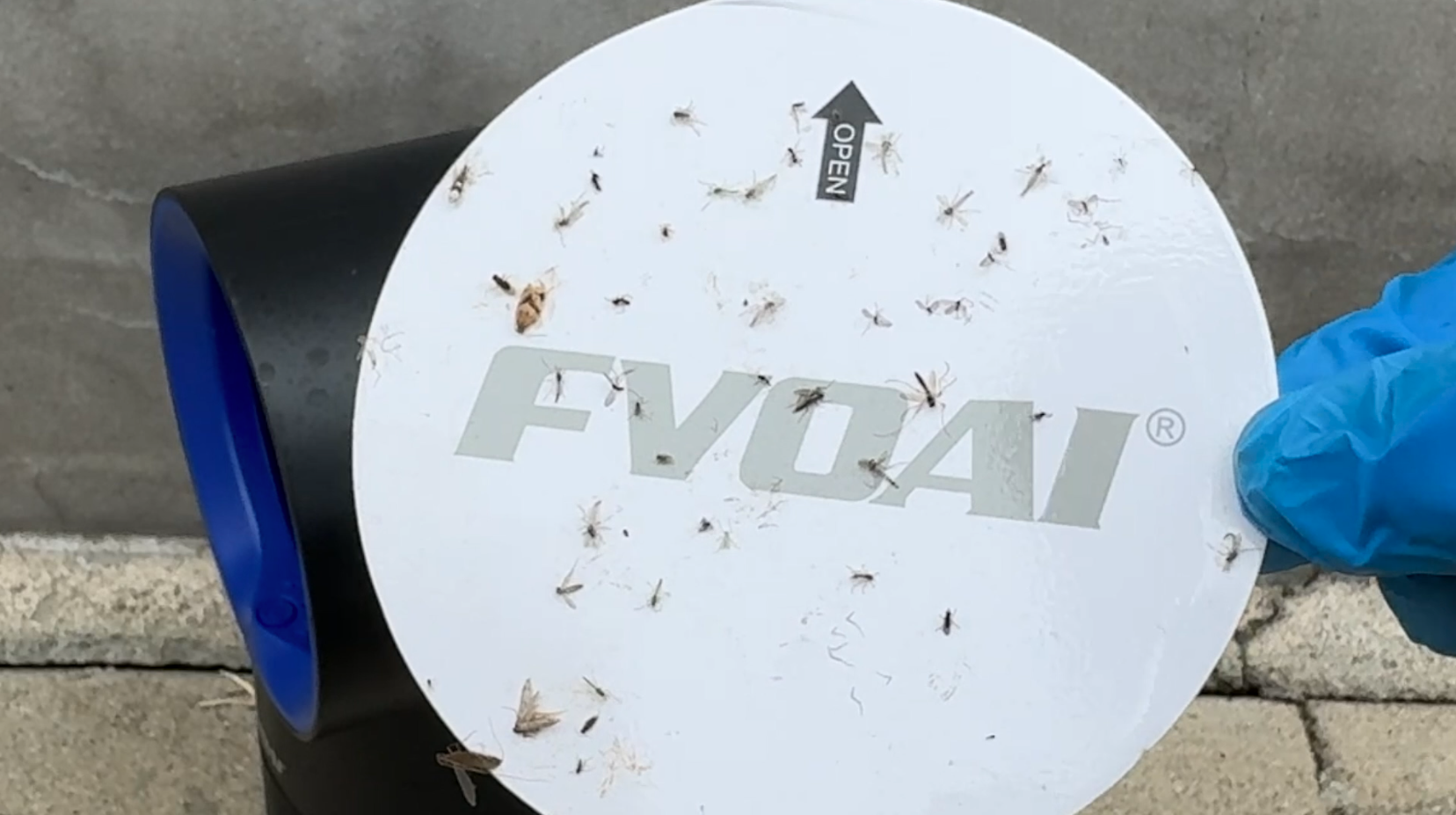 Flying insects trapped in the FVOAI bug zapper