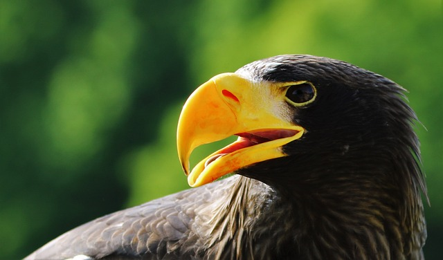 stellar sea eagle, eagle, sea