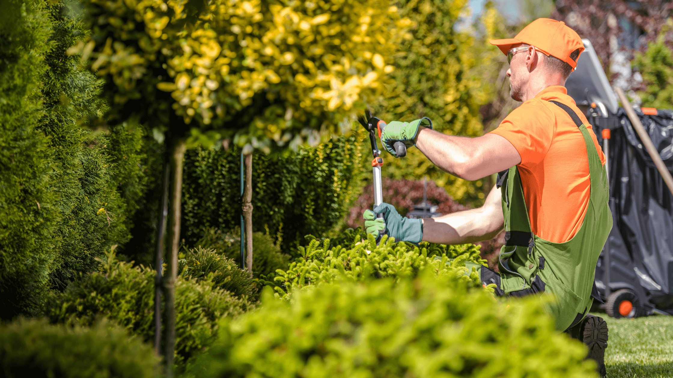 A Beginner’s Guide to Pruning Your Shrubs and Trees