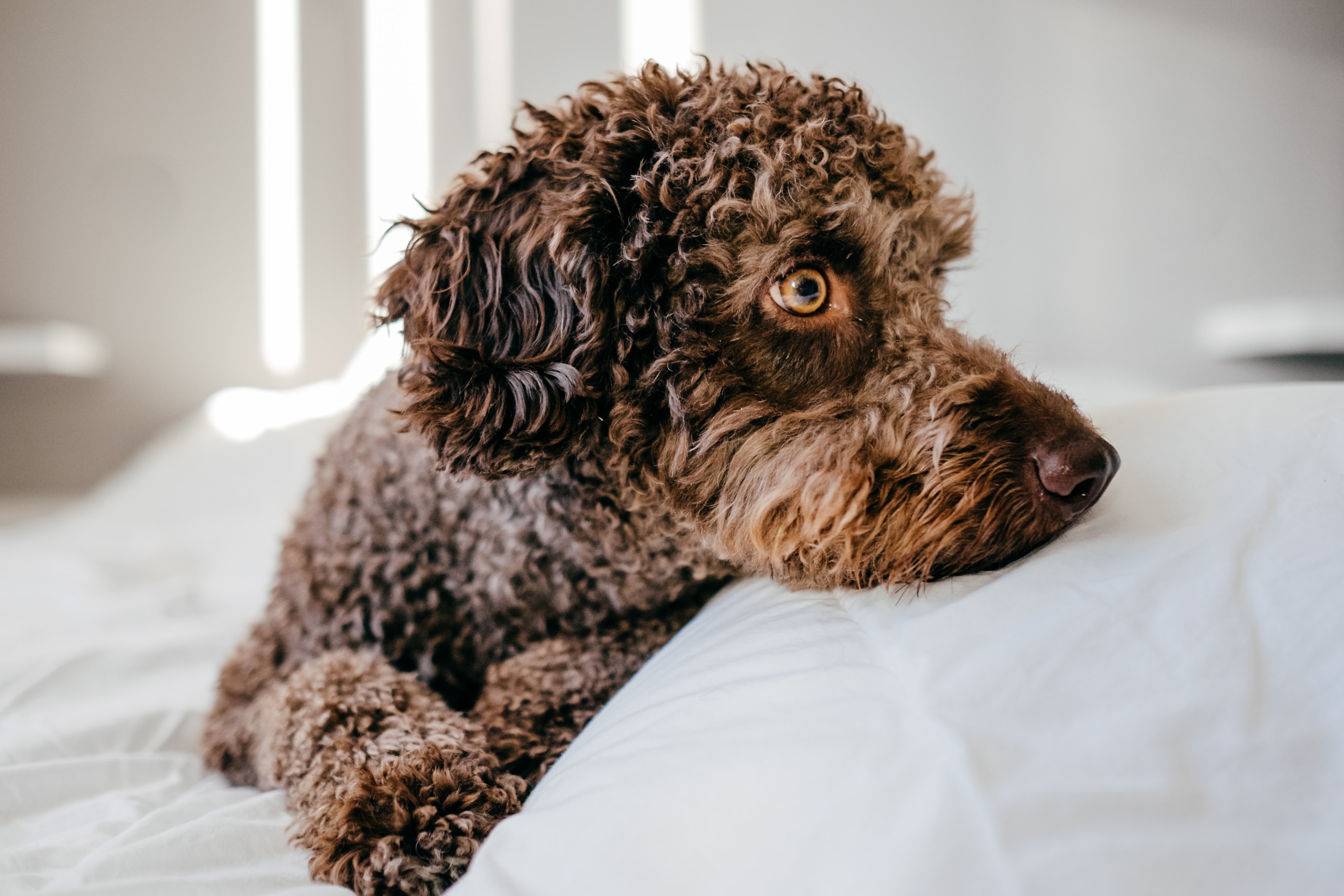 A clean Spanish Water Dog laying on soft bedding