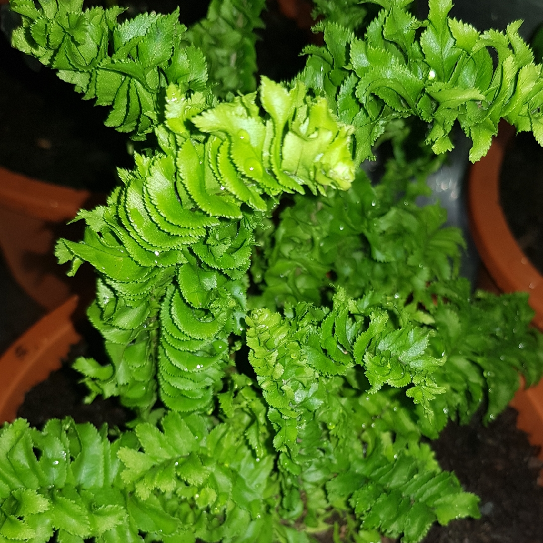 house plants, emina curly boston fern