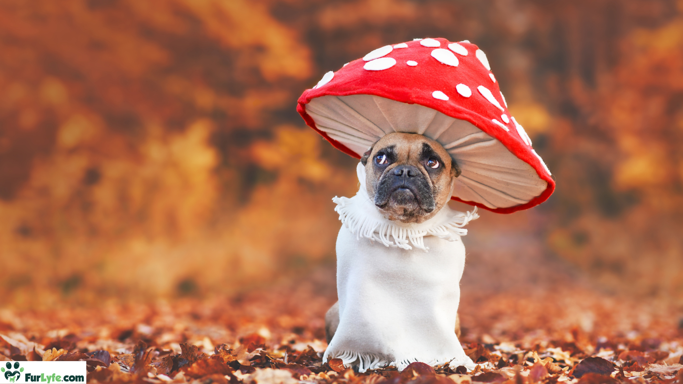 A pug wearing a mushroom costume